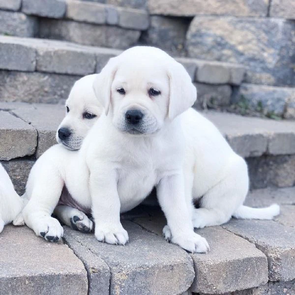 disponibili meravigliosi cuccioli di labrador retriever, cresciuti 
