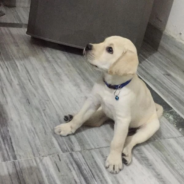 disponibili meravigliosi cuccioli di labrador retriever | Foto 0