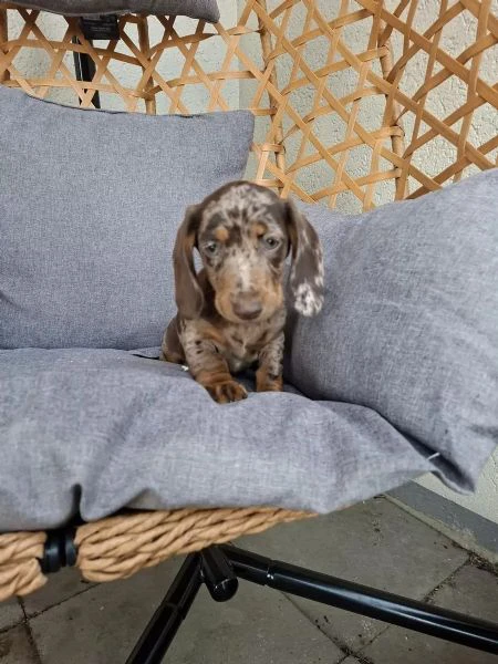 cucciole di bassotto nano | Foto 1