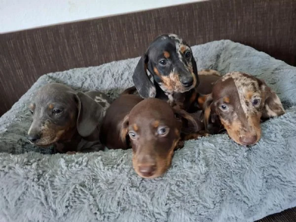 cucciole di bassotto nano