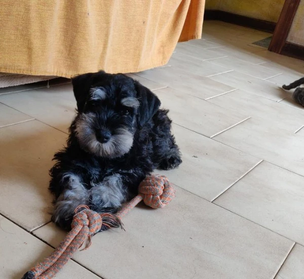cuccioli di razza schnauzer nano 