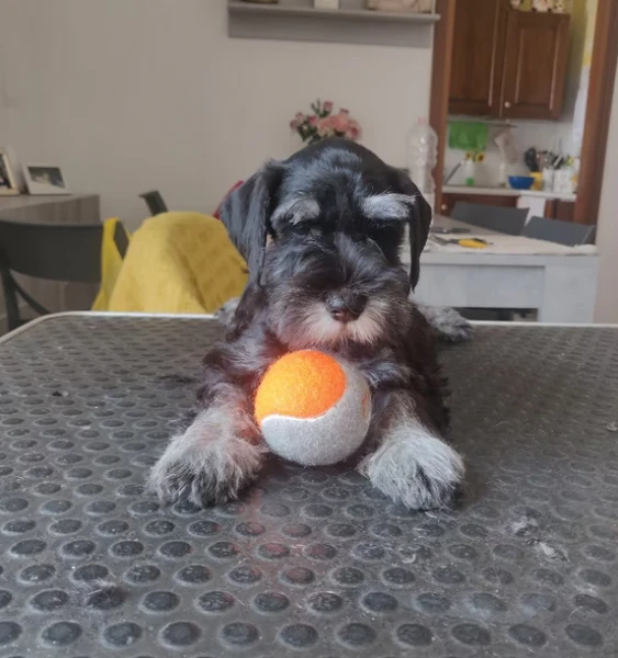 cuccioli di schnauzer nero argento