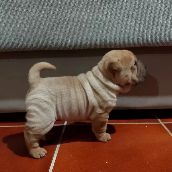 cuccioli sharpei puri 100%
