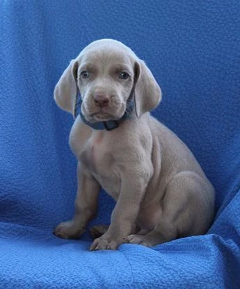 cuccioli di weimaraner