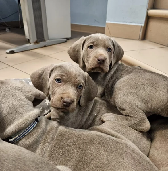 disponibili cuccioli di weimaraner