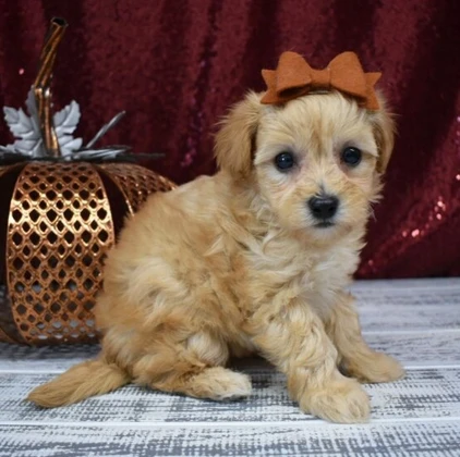 cuccioli di maltipoo