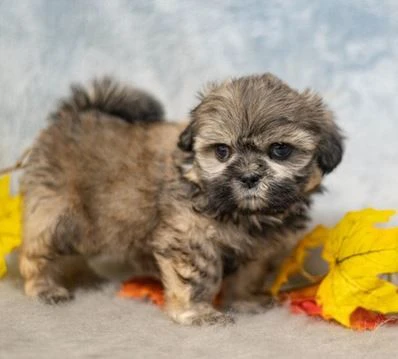 cuccioli di shih tzu