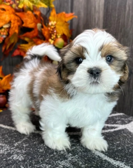 cuccioli di shih tzu 