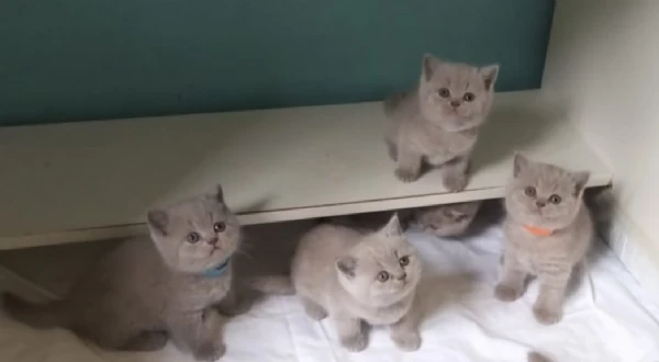 cuccioli di british shorthair