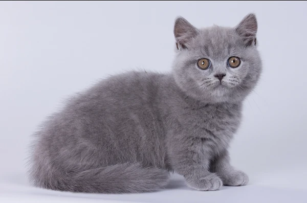 gattini british shorthair blu