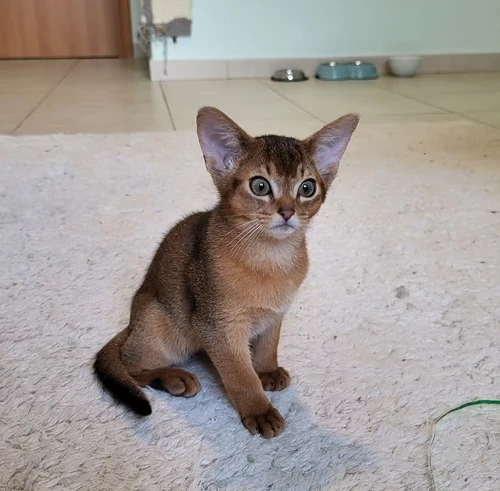 gattini di abissino