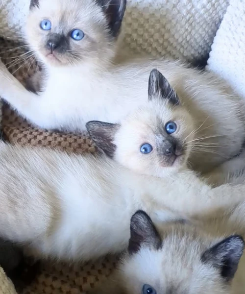 gattini siamesi thai seal point