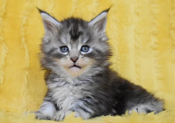 gattini di maine coon