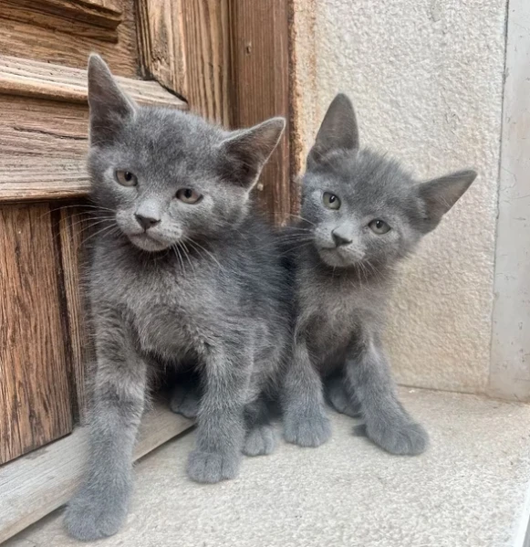 gattini blu di russia