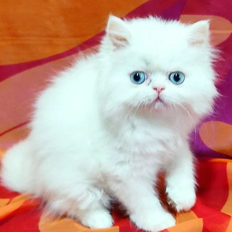 gattina razza persiano