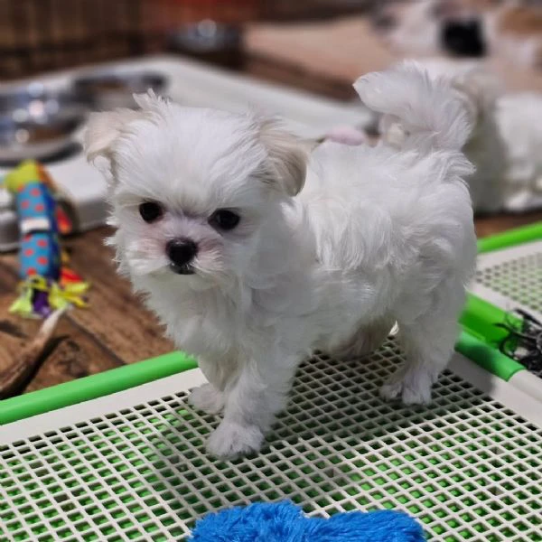 due bellissimi maschietti e due femminucce di maltese coreano in cerca di una casa per sempre ❄️