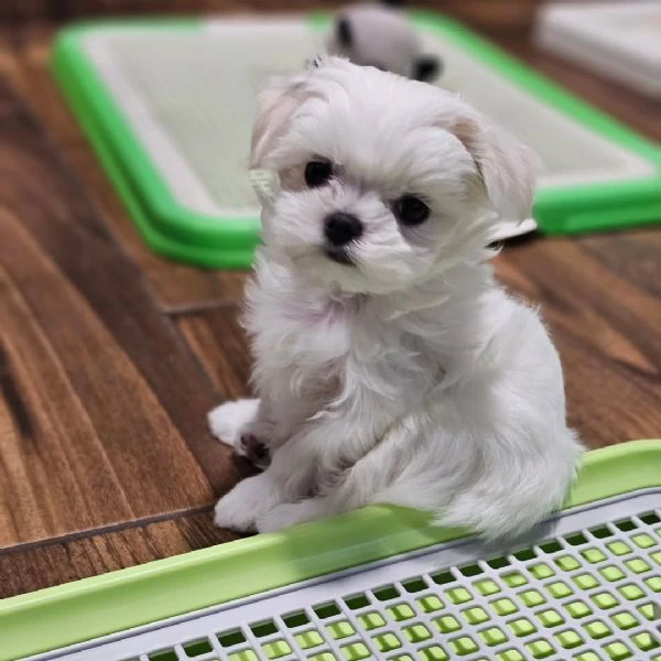 mini cuccioli di maltese coreano, maschio e femmina ✨ | Foto 1
