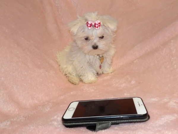 splendida piccola maltezi per natale