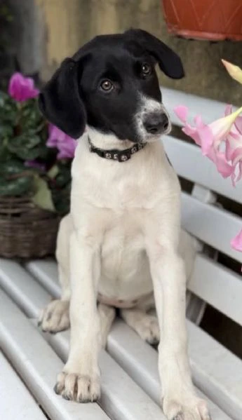 cuccioli meticci cercano casa | Foto 3