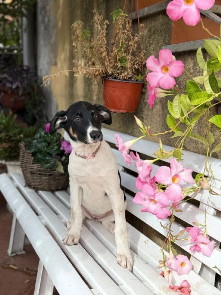 cuccioli meticci cercano casa | Foto 2