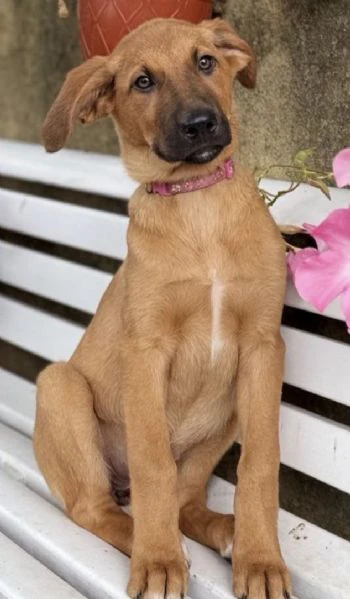 cuccioli meticci cercano casa | Foto 1