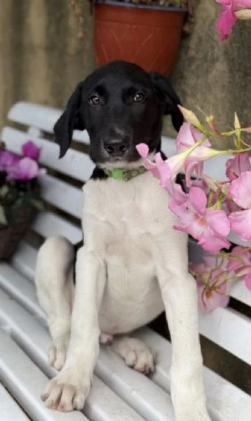 cuccioli meticci cercano casa | Foto 0
