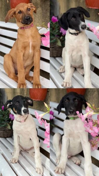 cuccioli meticci cercano casa