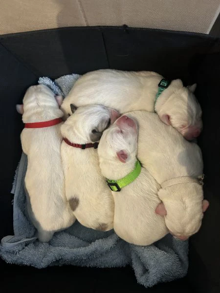 cuccioli di pastore dell'asia centrale da genitori di grande successo. nel pedigree troverete altri 