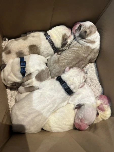 cuccioli di pastore dell'asia centrale da genitori di grande successo. nel pedigree troverete altri  | Foto 0