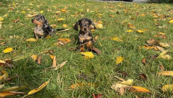 *cuccioli di bassotti -cuccioli italiani di alta qualità*q | Foto 2