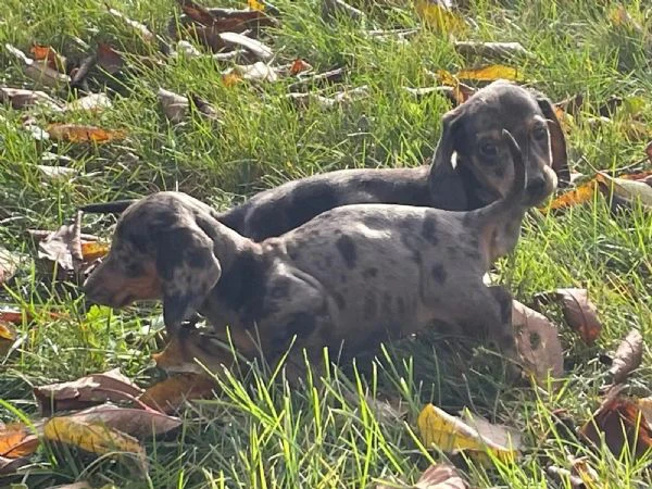 *cuccioli di bassotti -cuccioli italiani di alta qualità*q | Foto 1