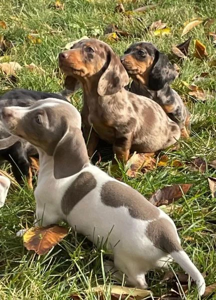 *cuccioli di bassotti -cuccioli italiani di alta qualità*q