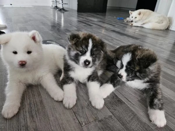 disponibile splendidi cuccioli di akita inu vengono ceduti con ciclo vaccinale