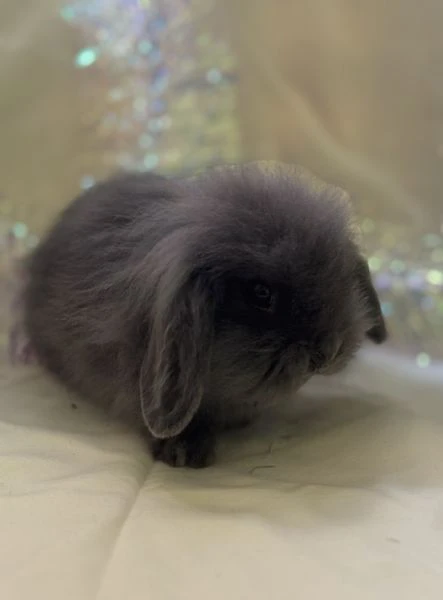 coniglio ariete nano/angora | Foto 3