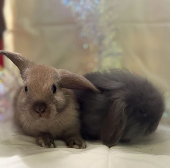 coniglio ariete nano/angora | Foto 2