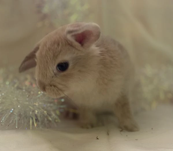 coniglio ariete nano/angora | Foto 1