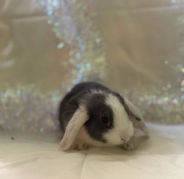 coniglio ariete nano/angora | Foto 0