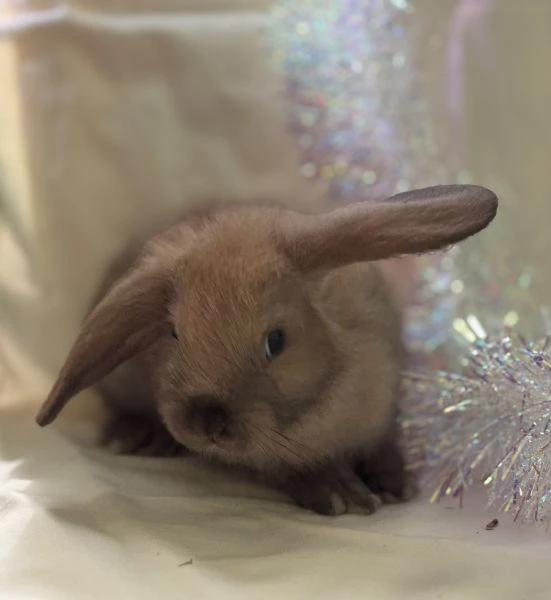 coniglio ariete nano/angora