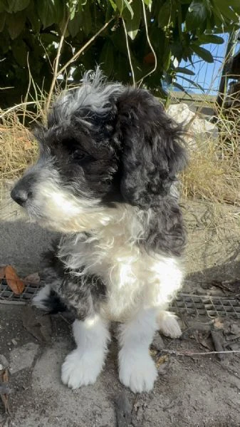 regalo simpatico cucciolo meticcio lagotto | Foto 2