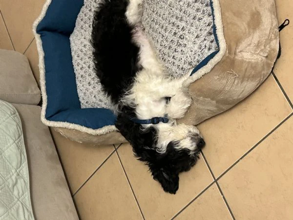 regalo simpatico cucciolo meticcio lagotto | Foto 1