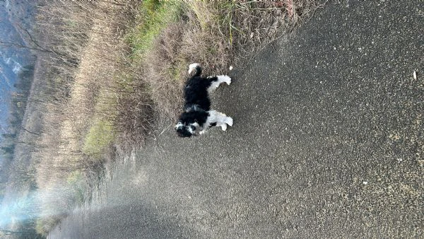 regalo simpatico cucciolo meticcio lagotto | Foto 0