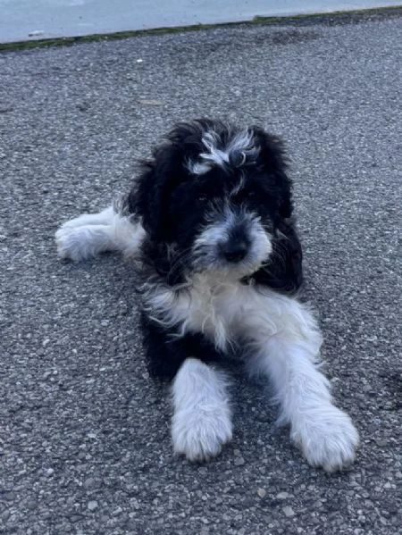 regalo simpatico cucciolo meticcio lagotto