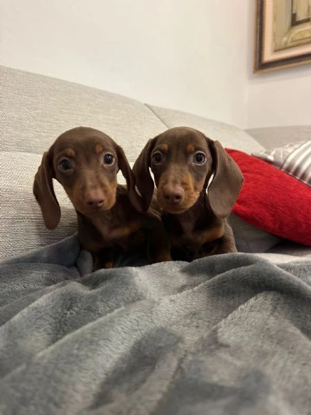 bassotto nano chocolate | Foto 5