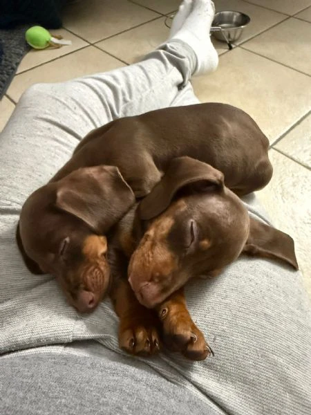 bassotto nano chocolate | Foto 4