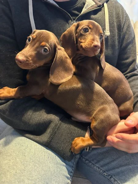 bassotto nano chocolate | Foto 3