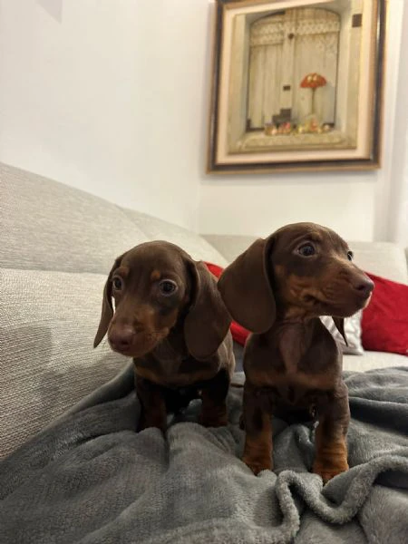 bassotto nano chocolate | Foto 2