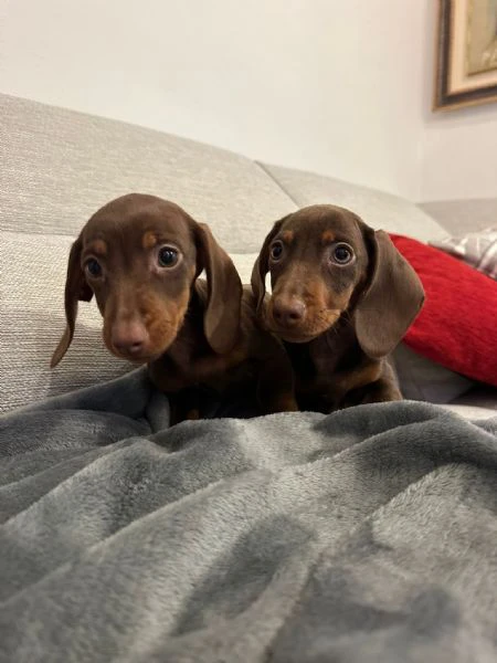 bassotto nano chocolate