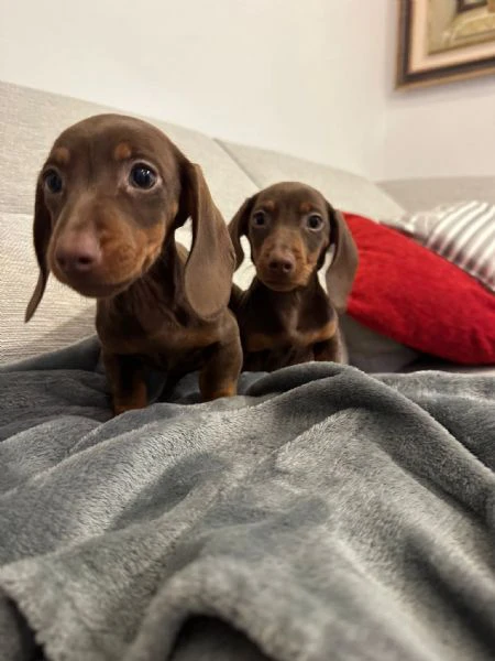 bassotto nano chocolate | Foto 1