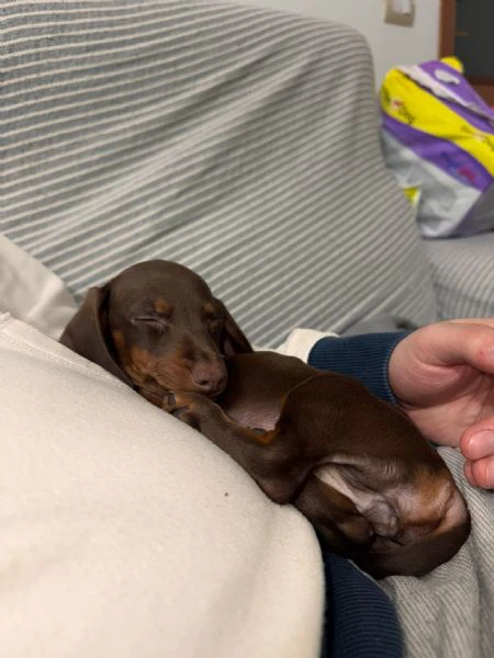 bassotto nano chocolate | Foto 0