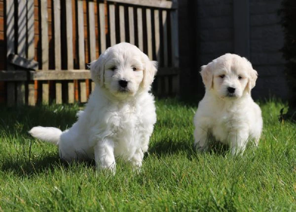 cuccioli di golden retriever disponibili per le loro case per sempre | Foto 2